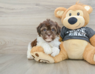 9 week old Havanese Puppy For Sale - Premier Pups