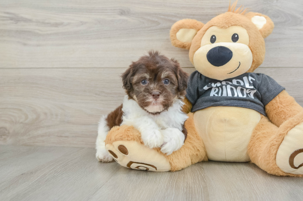 6 week old Havanese Puppy For Sale - Premier Pups