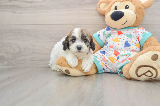 Havanese Puppy for Adoption