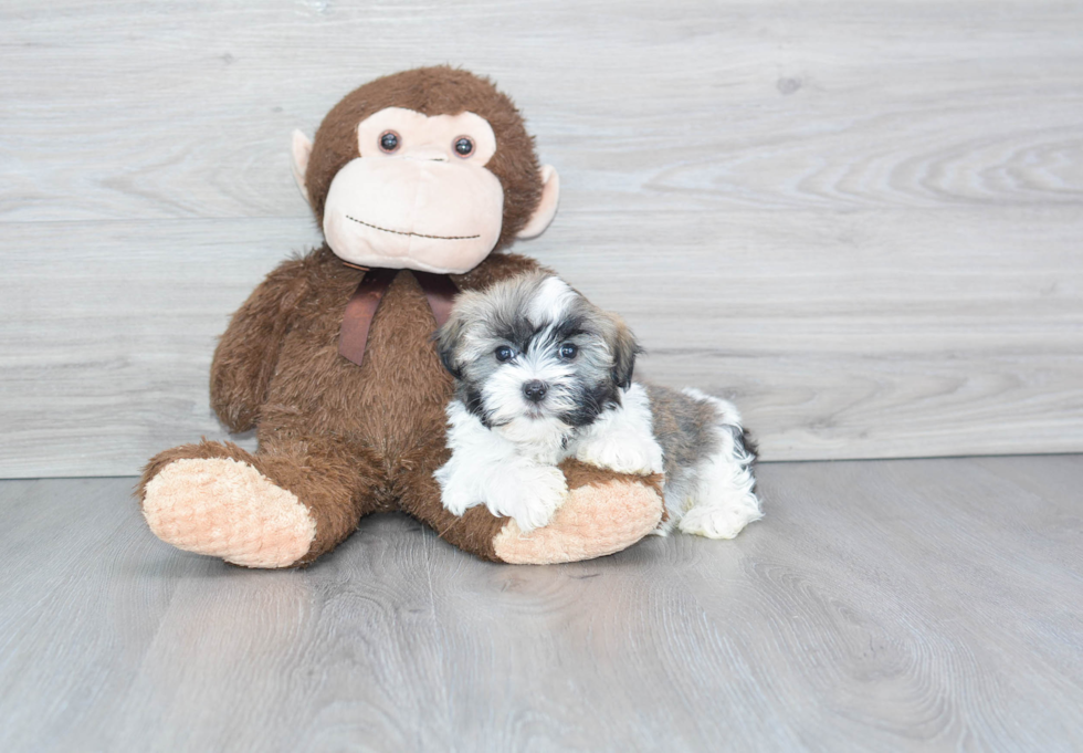 Energetic Havanese Purebred Puppy