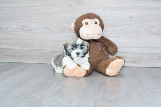 Popular Havanese Purebred Pup