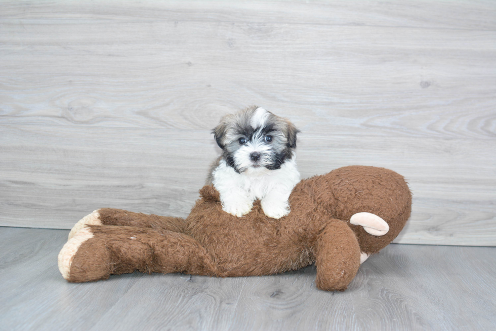 Friendly Havanese Purebred Pup