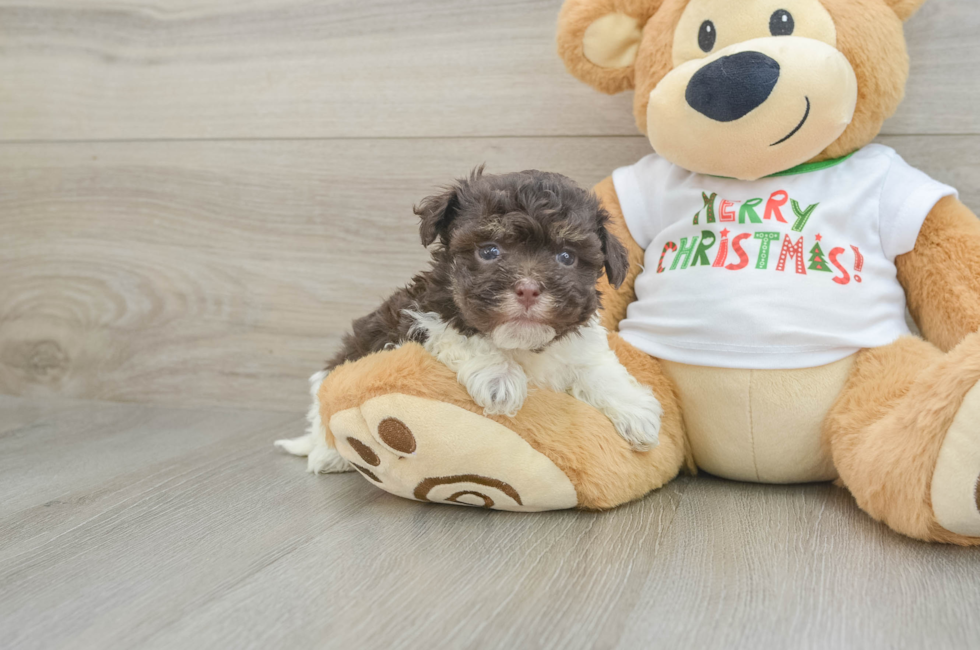 5 week old Havanese Puppy For Sale - Premier Pups