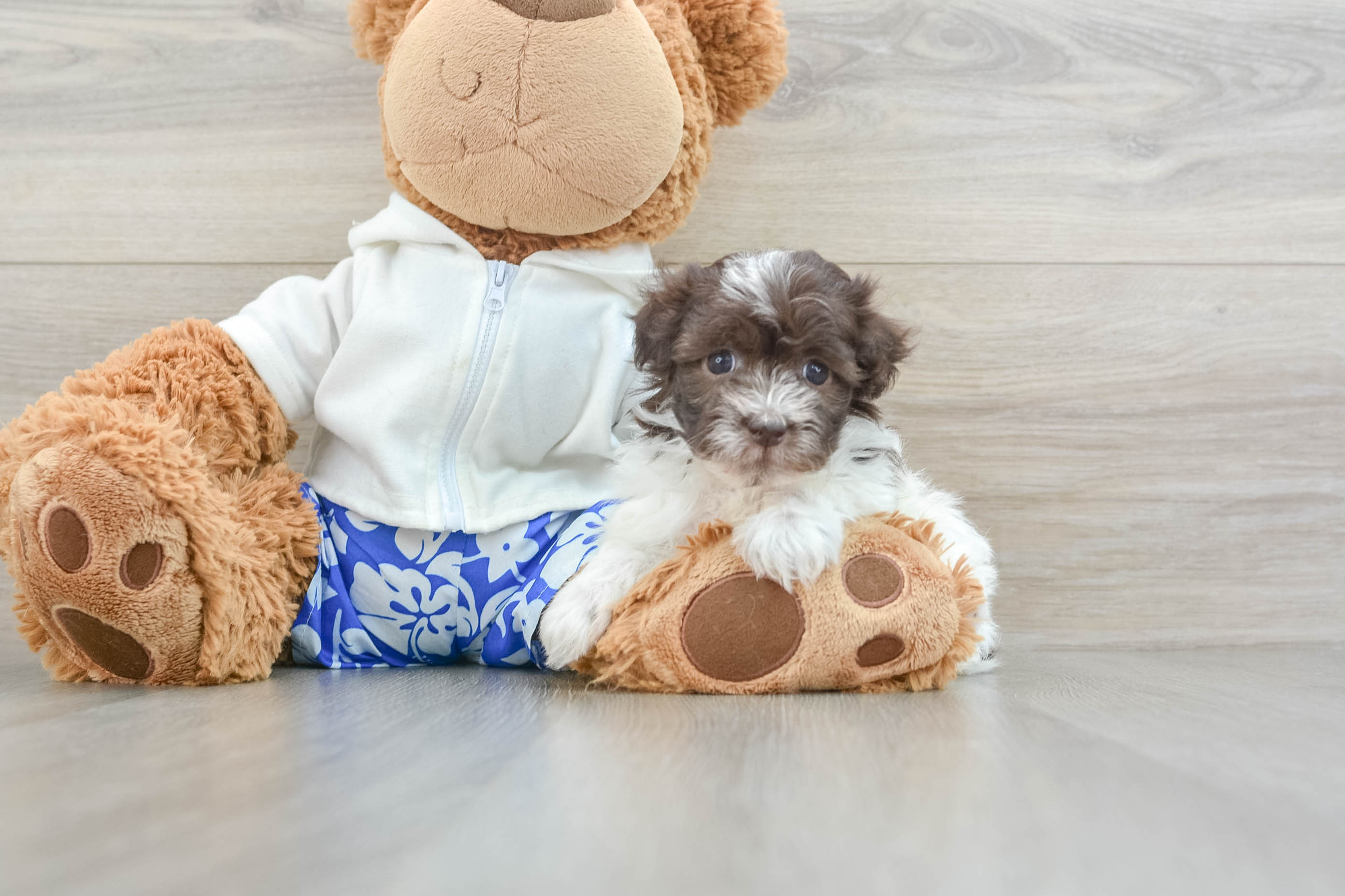 Havanese Pup Being Cute