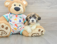 5 week old Havanese Puppy For Sale - Premier Pups