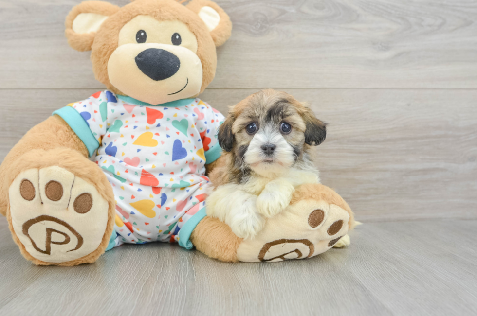5 week old Havanese Puppy For Sale - Premier Pups