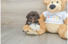 Havanese Puppy for Adoption