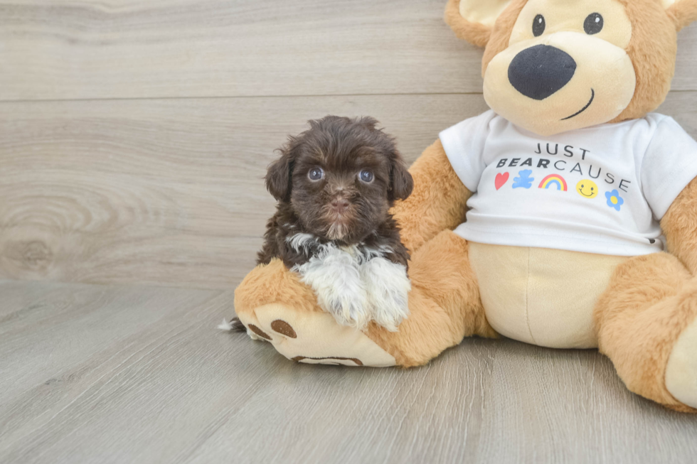 Havanese Puppy for Adoption