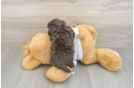 Havanese Puppy for Adoption