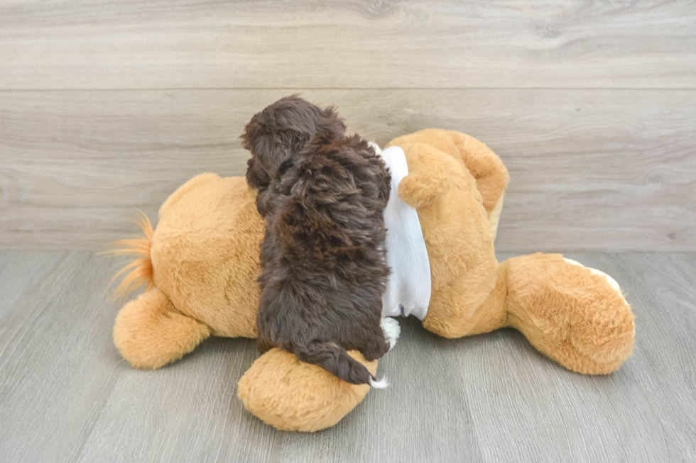 Havanese Puppy for Adoption