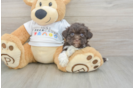 Havanese Pup Being Cute