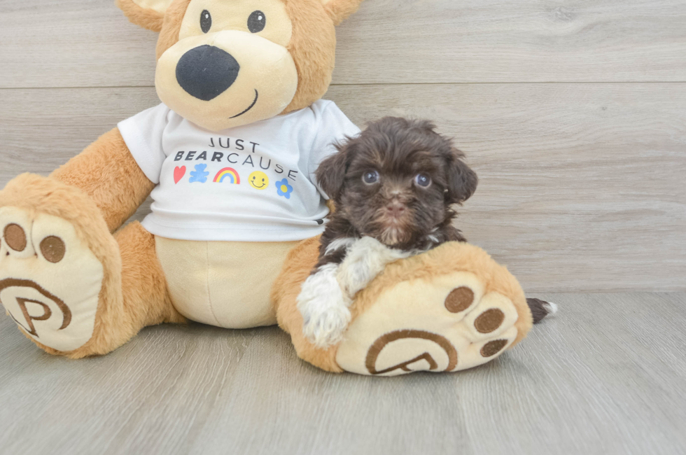 7 week old Havanese Puppy For Sale - Premier Pups