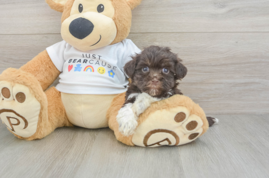 Havanese Pup Being Cute