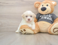 5 week old Havanese Puppy For Sale - Premier Pups