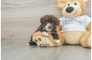 Funny Havanese Baby