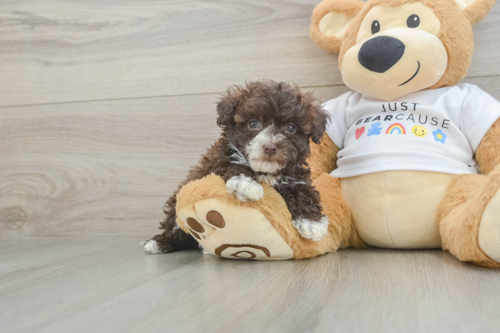 Funny Havanese Baby