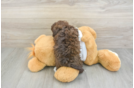 Havanese Puppy for Adoption