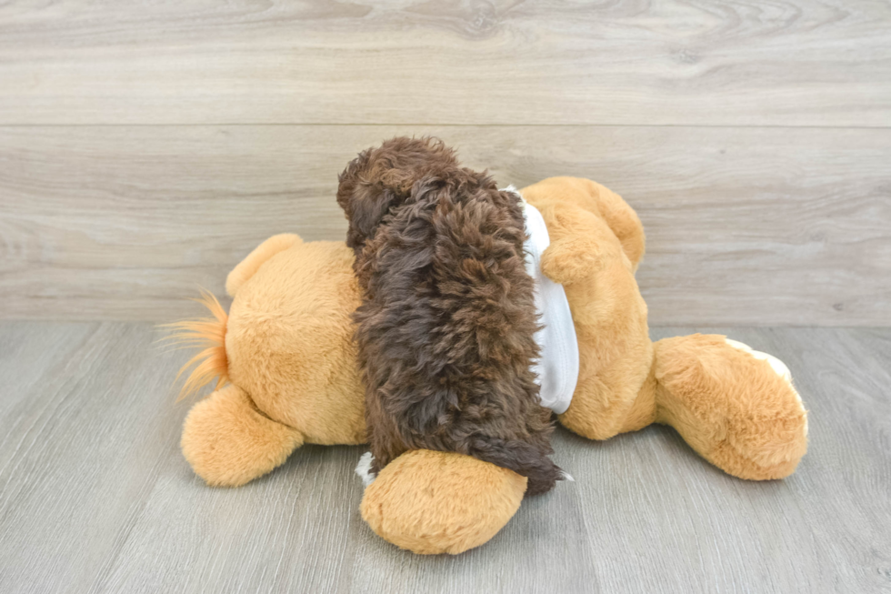 Havanese Puppy for Adoption
