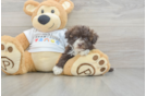 Havanese Puppy for Adoption