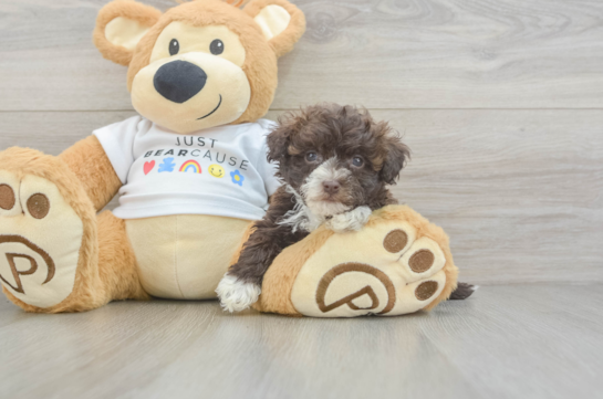 Havanese Puppy for Adoption