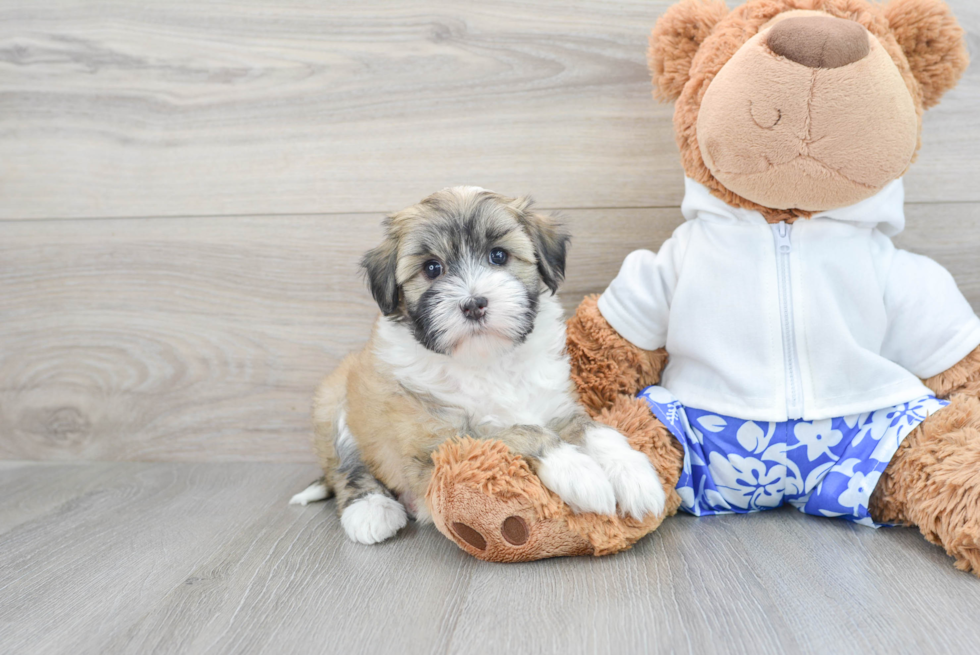 Havanese Pup Being Cute