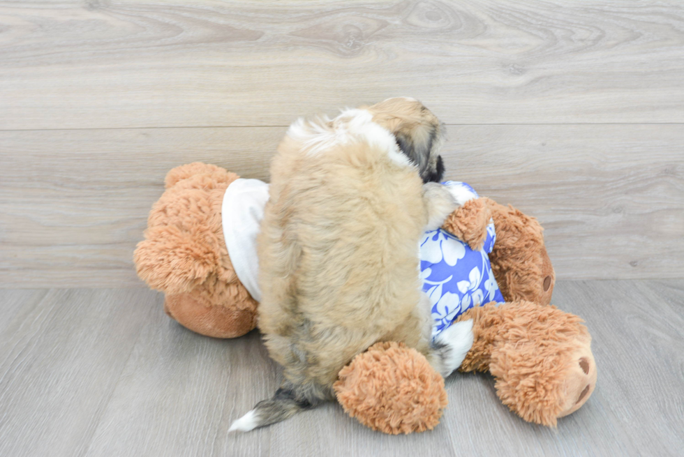 Havanese Pup Being Cute