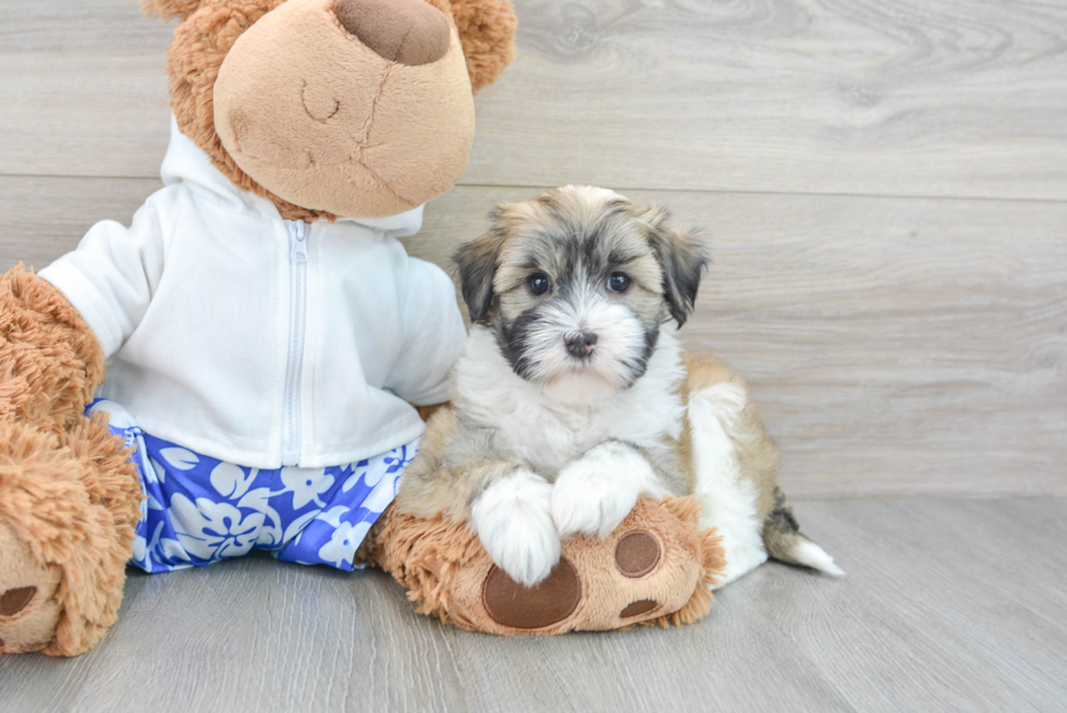 Funny Havanese Baby