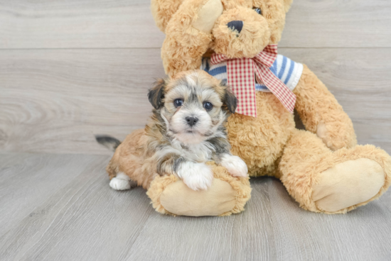 Best Havanese Baby