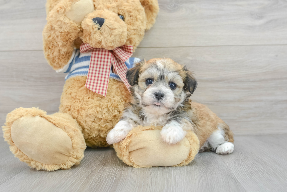 Havanese Pup Being Cute