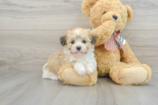 Popular Havanese Baby