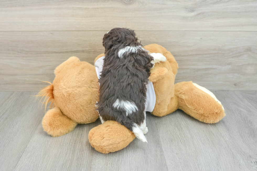 Havanese Pup Being Cute