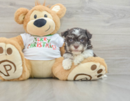 6 week old Havanese Puppy For Sale - Premier Pups