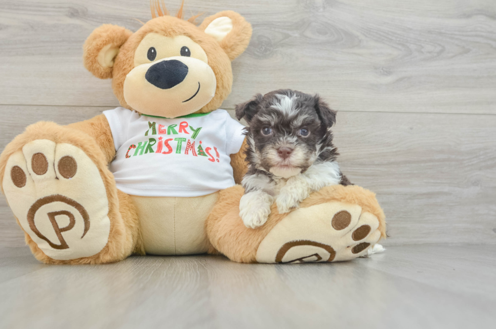 5 week old Havanese Puppy For Sale - Premier Pups