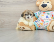 5 week old Havanese Puppy For Sale - Premier Pups