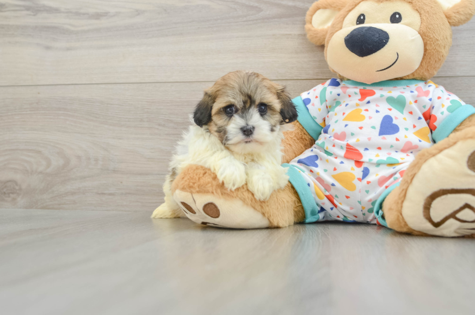 5 week old Havanese Puppy For Sale - Premier Pups