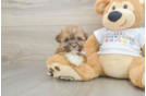 Sweet Bichon Havanes Purebred Puppy
