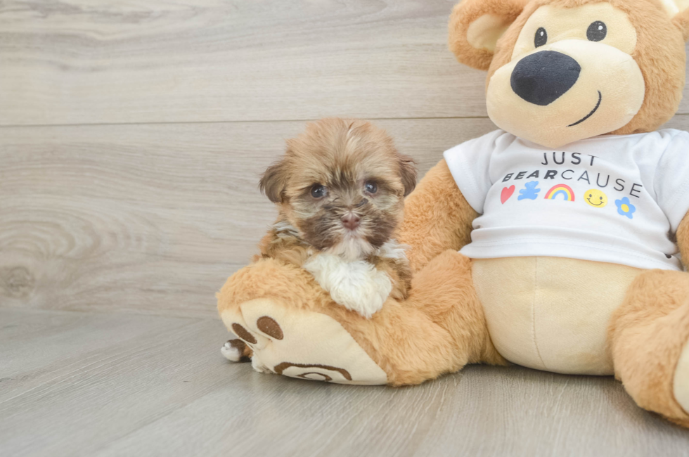 7 week old Havanese Puppy For Sale - Premier Pups