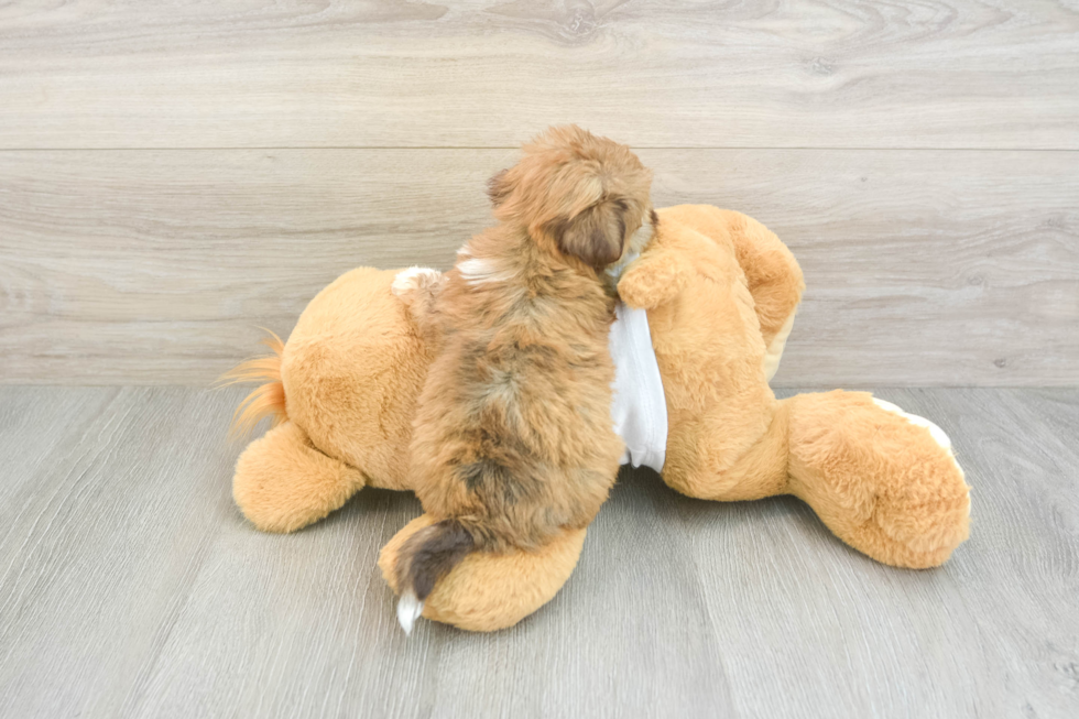 Best Havanese Baby