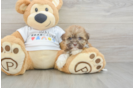 Best Havanese Baby