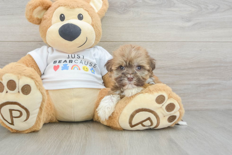 Best Havanese Baby