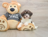 5 week old Havanese Puppy For Sale - Premier Pups