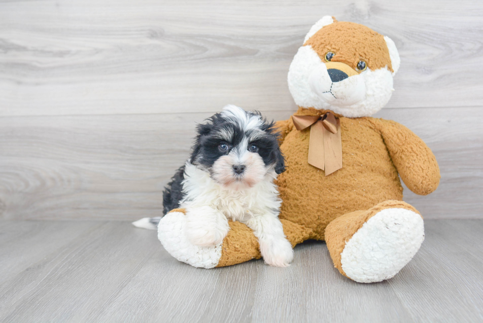 Adorable Havanese Purebred Puppy