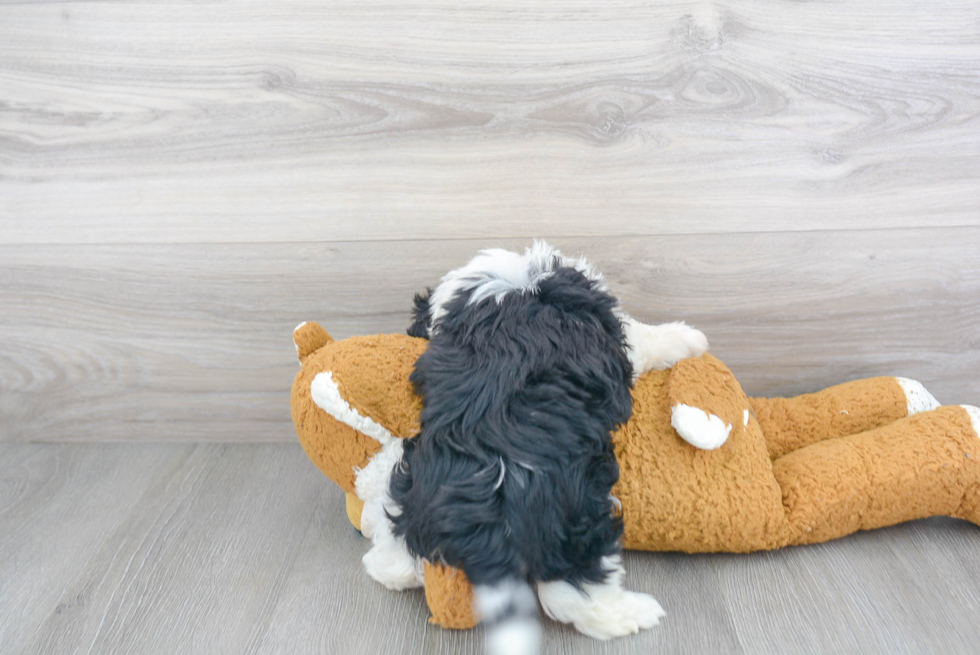 Friendly Havanese Purebred Pup