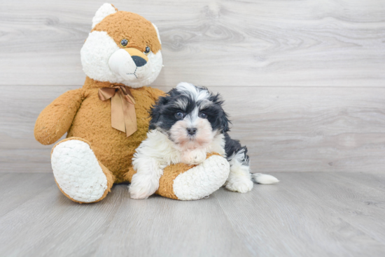 Havanese Puppy for Adoption