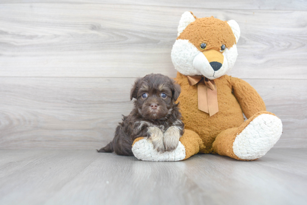 Popular Havanese Purebred Pup