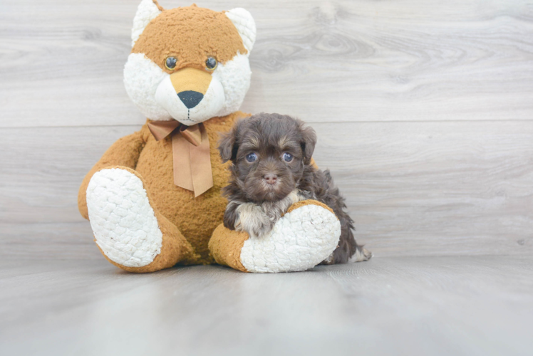 Best Havanese Baby