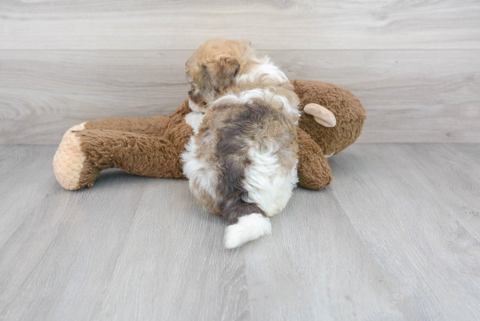 Hypoallergenic Havanese Purebred Pup