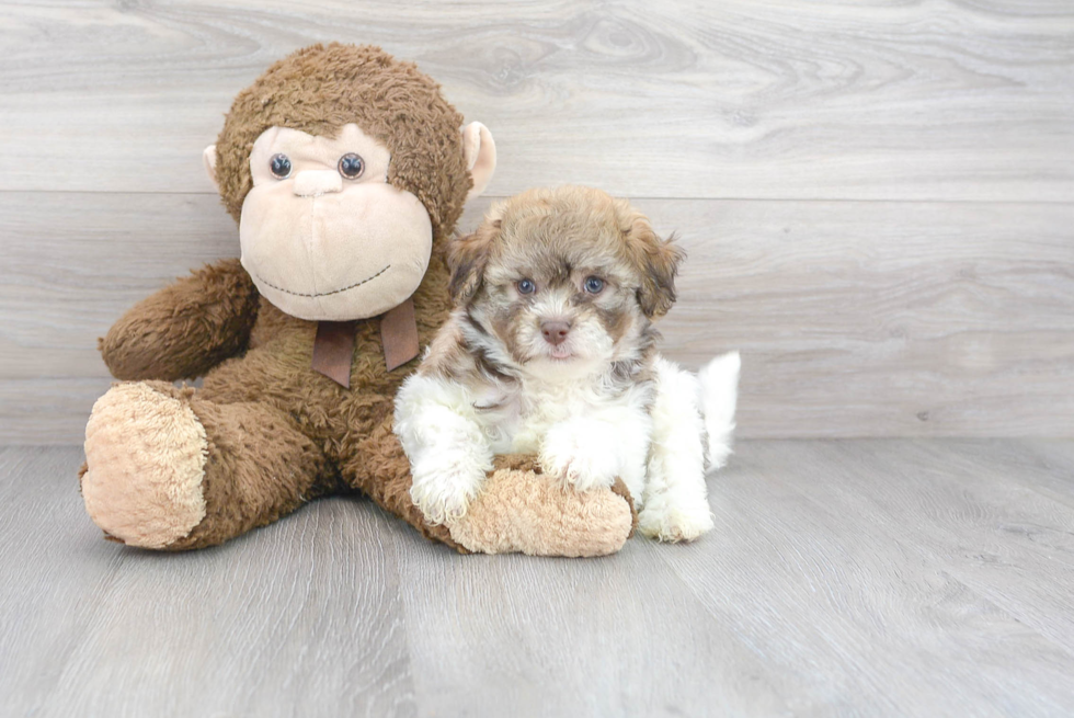 Friendly Havanese Baby