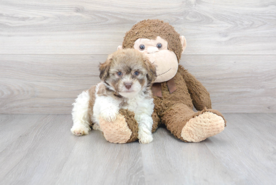 Energetic Havanese Purebred Puppy