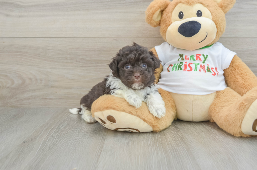 5 week old Havanese Puppy For Sale - Premier Pups